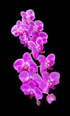 siyah zemin mor orkide