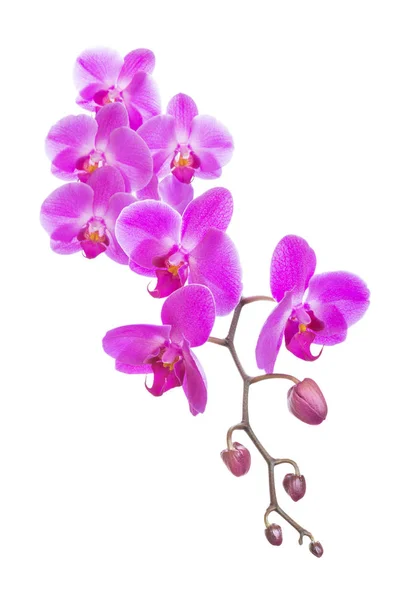 Rózsaszín orchidea fehér háttér — Stock Fotó