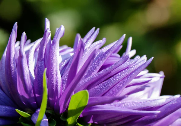 Kronblad av lila Aster blomma närbild — Stockfoto
