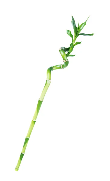 Glücklicher Bambus (dracaena sanderiana)) — Stockfoto