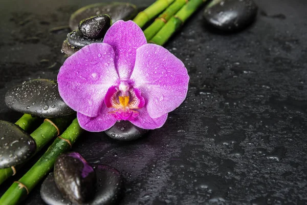Spa koncept med zen stenar, orkidé och bambu — Stockfoto