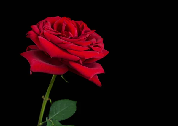 Rosa rossa su fondo nero — Foto Stock