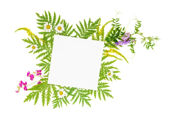 Summer frame with different herbs and flowers — Stock Photo, Image