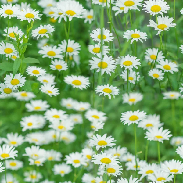 Daisy flowers seamless pattern — Stock Photo, Image
