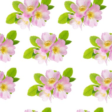 Kusursuz bir desen olarak pembe yabani gül üç çiçek