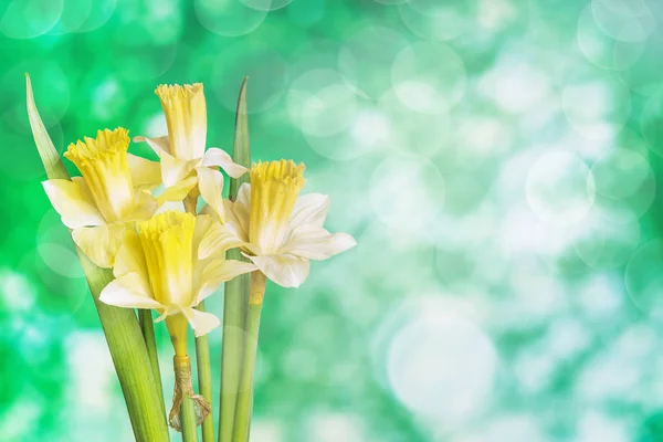 Yeşil bir arka plan üzerinde Güzel Narcissus — Stok fotoğraf