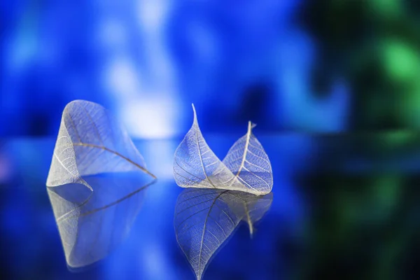 Transparent white leaves — Stock Photo, Image