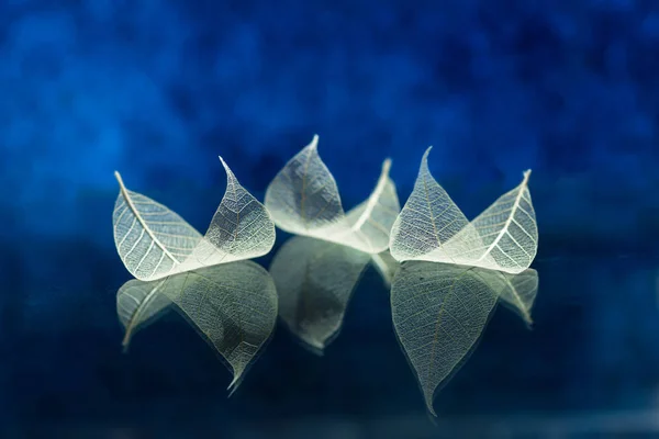 Transparent white leaves — Stock Photo, Image