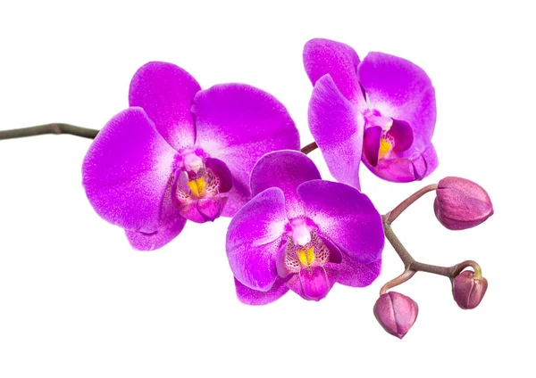 Орхидея изолирована на белом Стоковая Картинка