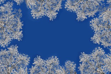 Ağaç dalları tarafından oluşturulmuş bir çerçeve.