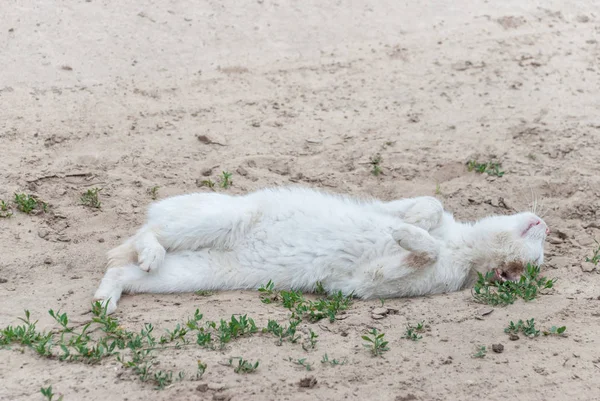 Gato blanco representa a una víctima moribunda —  Fotos de Stock