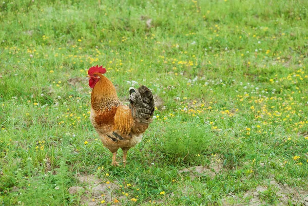 Rooster standing on the green grass — Stock Photo, Image