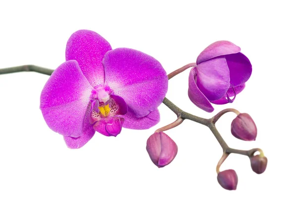 Orchidej izolovaná na bílém — Stock fotografie