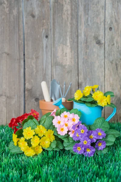 Outils et fleurs de jardinage — Photo