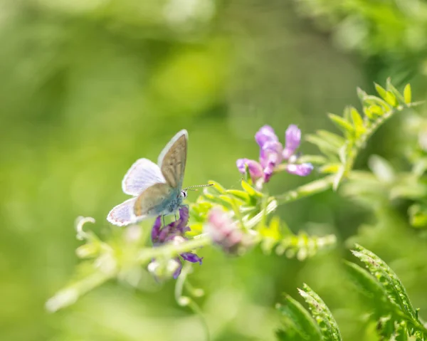Bluebird Butterfly op een zomer weide — Stockfoto