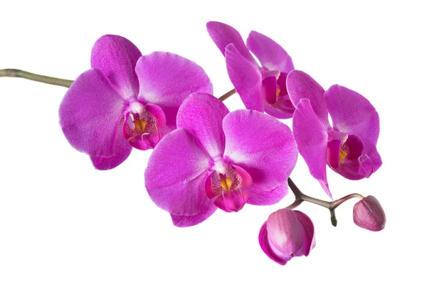 Orkidé isolerad på vitt Royaltyfria Stockfoton