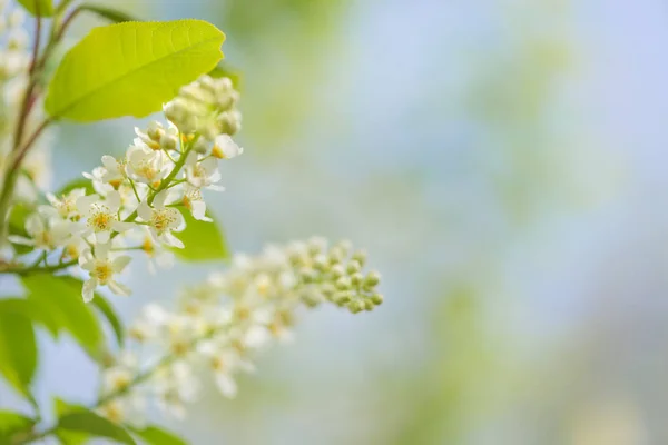 Flores de cerezo pájaro contra el cielo azul —  Fotos de Stock