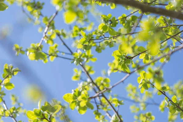 Green leaves on a background of blue sky — Stock Photo, Image