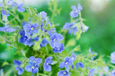 Germander Speedwell 'in (Veronica chamaedrys) doğal yeşil arka planda, fotokopi uzayıyla birlikte güzel mavi çiçekleri.