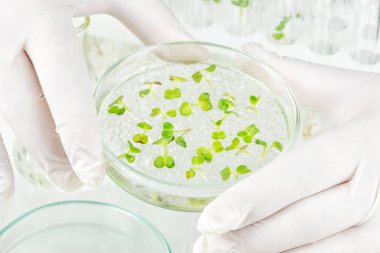 İki lastik eldiven laboratuvarda bir petri klonlanmış sebze ile tutarak kollarında