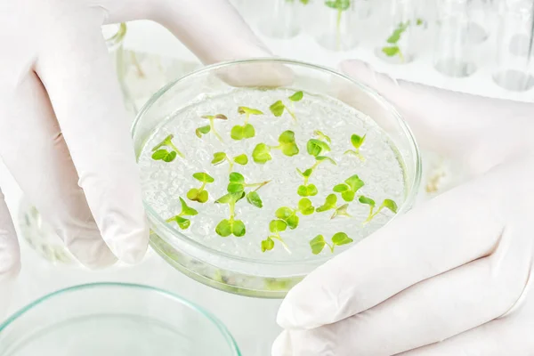 Dois Braços Luvas Borracha Segurando Uma Placa Petri Com Vegetais — Fotografia de Stock