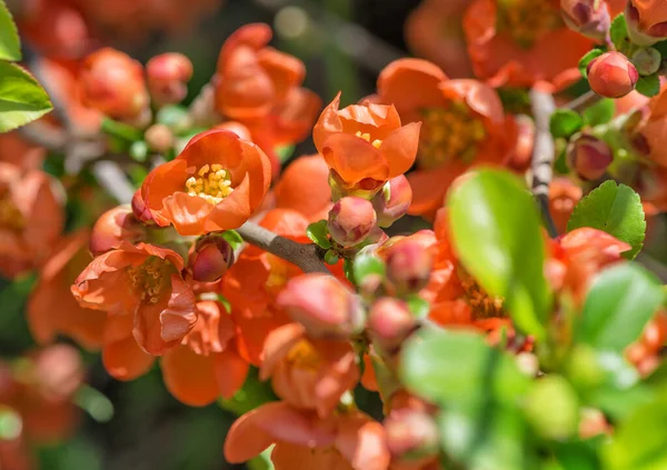 Många Röda Blommor Chaenomeles Japonica Närbild Vårträdgård Tidigt Morgonen — Stockfoto