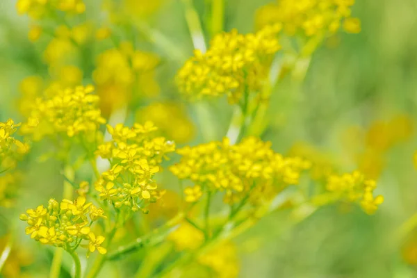 Gelbe Wildblumen Auf Einer Sommerwiese Der Sonneneinstrahlung Nahaufnahme — Stockfoto