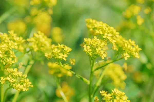 Gelbe Wildblumen Auf Einer Sommerwiese Der Sonneneinstrahlung Nahaufnahme — Stockfoto