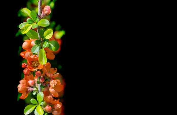 Branch Chaenomeles Japonica Piros Virág Közelkép Elszigetelt Fekete Alapon — Stock Fotó