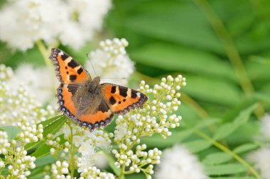 Turuncu kelebek Urticaria, ilkbahar günü beyaz bir çiçeğin üzerinde fotokopi alanı ile oturmaktadır.