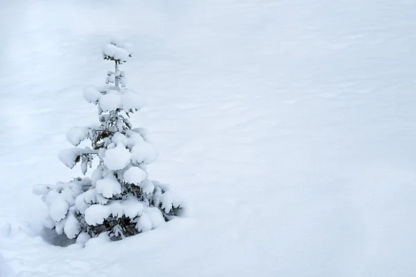 雪に覆われた小さなクリスマスツリー 雪に覆われた平野 — ストック写真