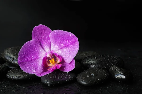 黒い玄武岩のマッサージ石と水滴で覆われたピンクの蘭の花とスパのコンセプトは黒の背景にあります — ストック写真