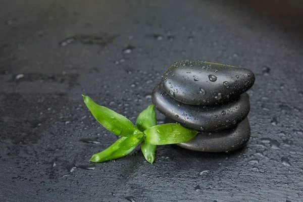 Spa Koncept Med Grøn Heldig Bambus Spire Bunke Sorte Basalt - Stock-foto