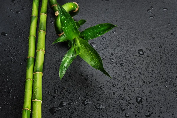 Зелений Бамбуковий Паросток Стебла Покриті Краплями Води Чорному Тлі Плюсом — стокове фото