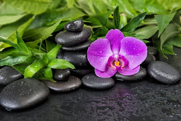 Spa Concept Black Basalt Massage Stones Pink Orchid Flower Lush Royalty Free Stock Photos