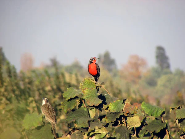 Aves Nativas Chile Loica Fotografia Natureza — Fotografia de Stock
