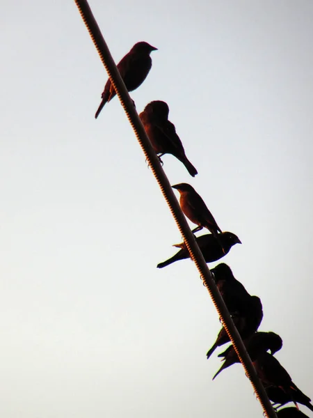 Группа Птиц Фото Природы — стоковое фото