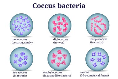 Arrangements of coccus bacterial microorganism in Petri dish. clipart