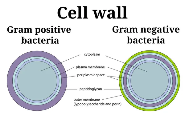 Ilustración de la pared celular bacteriana. Gramo positivo y gramo negativo de la pared celular diferentes . — Vector de stock