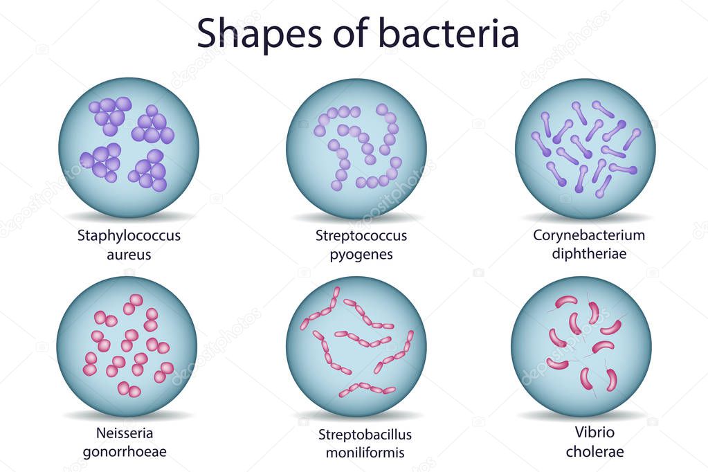 bacteria shapes bacteria shapes