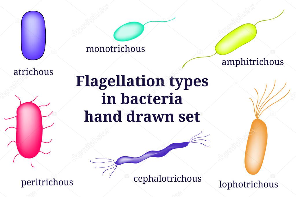 Hand drawn microbiology set. Arrangements of flagellation types bacterial microorganism.