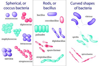 Elle çizilmiş Mikrobiyoloji küme. Bakteriyel mikroorganizma düzenlemeler. Eğri coccus, bacillus,.