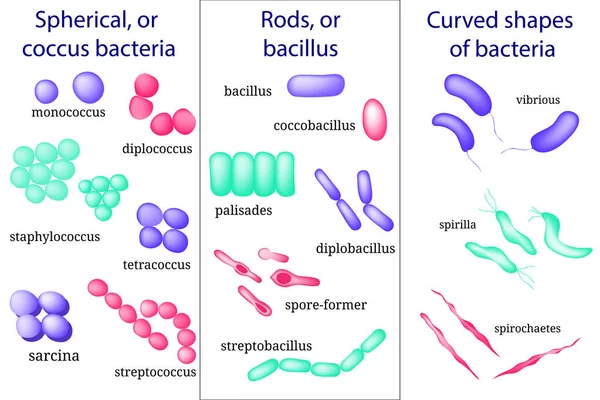 Set gambar tangan mikrobiologi. Pengaturan mikroorganisme bakteri. Coccus, bacillus, melengkung . - Stok Vektor