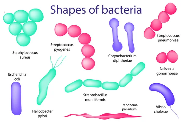 Handritad mikrobiologi set. Arrangemang av bakteriell mikroorganism. — Stock vektor