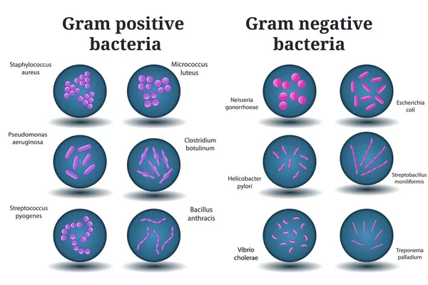 Gram positiva och Gram negativa bakterier. Coccus, bacillus, böjda bakterier i petriskål. — Stockfoto