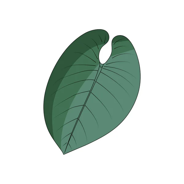 Philodendron sur fond blanc — Image vectorielle