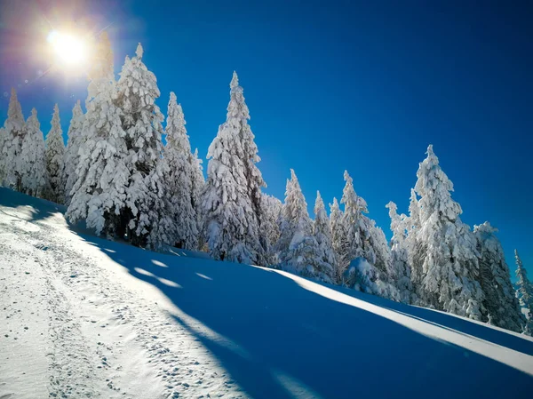 Winter Christmas scenic background with spruce branches covered in heavy snow. Snow landscape with sun rising from left and blue sky for copy text.