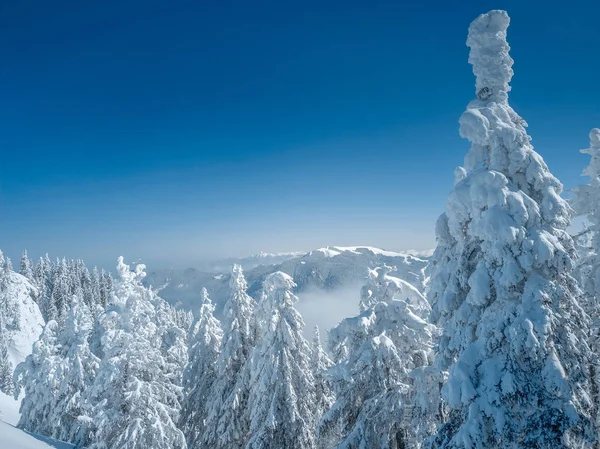 Fundo de Natal de inverno com grande espaço de cópia. Árvore de abeto coberta de neve e sol brilhando por trás . — Fotografias de Stock © #248507690 Fundo de Natal de inverno com grande espaço de cópia. Árvore de abeto coberta de neve e sol brilhando por trás . — Fotografias de Stock © #248507690