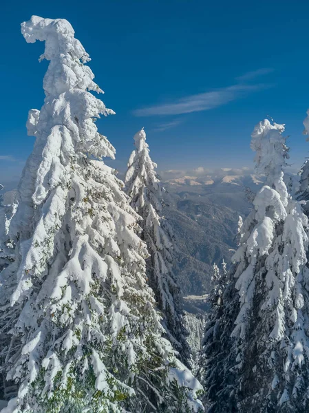 Fundo de Natal de inverno com grande espaço de cópia. Árvore de abeto  coberta de neve e sol brilhando por trás . — Fotografias de Stock ©   #248507690