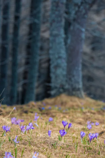 Saffron Crocus sativus first spring flowers blossom in alpine landscape, with beautiful soft focus pine trees in the background.